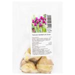 Bulit Triumph Tulip Bulbs 3pcs