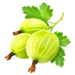 Gooseberry