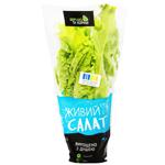 Leaf Lettuce