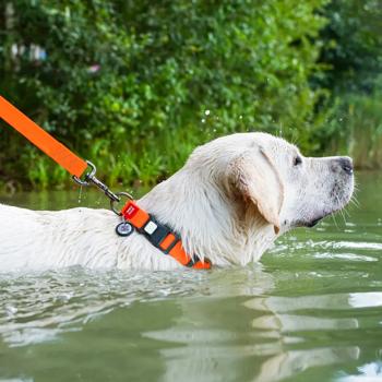 Нашийник для собак Waudog Waterproof водостійкий з QR паспортом 34-49см/25мм помаранчевий - купити, ціни на MasterZoo - фото 3
