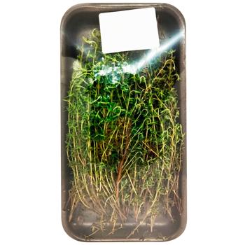 Thyme