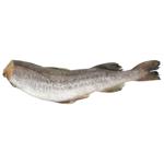 Минтай без голови свіжоморожений