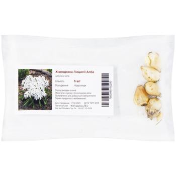 Chionodoxa Lucilia Alba 5pcs - buy, prices for Auchan - photo 1