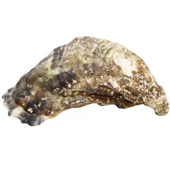 La Sublime Oyster №4 - buy, prices for METRO - photo 3