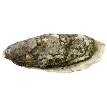 Fine de Claire Marennes Oleron №1 Oysters