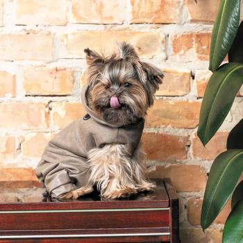 Костюм для собак Pet Fashion Pf Style р.XXS - купити, ціни на MasterZoo - фото 5
