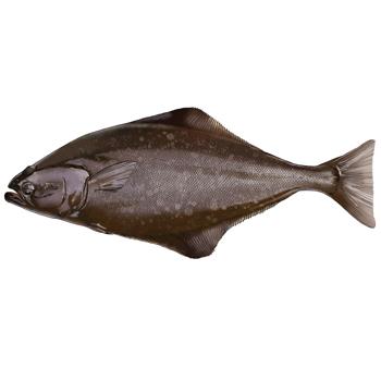 Chilled Black Halibut