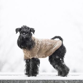 Noble Pet Antony светр для собак S - купити, ціни на MasterZoo - фото 4