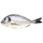 Fish gilt-head bream