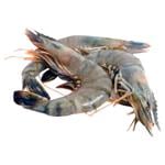 Креветки Королівські Тигрові з головою свіжоморожені 70/80