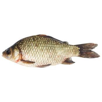 Crucian - buy, prices for - photo 1