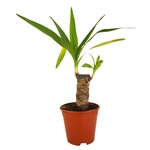 Yucca 12/40
