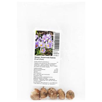 Lilac Beauty Botanical Crocus Bulbs 5pcs - buy, prices for ULTRAMARKET - photo 1