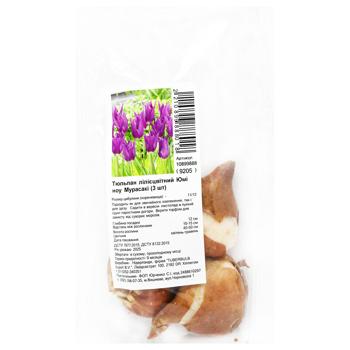 Yumi no Murasaki Lily-Flowered Tulip Bulbs 3pcs