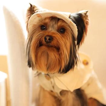 Панама для собак Hat-Dog Ананас р.L бежевий - купити, ціни на MasterZoo - фото 4