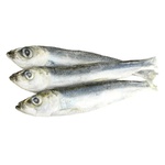 Fish baltic herring Without brand frozen