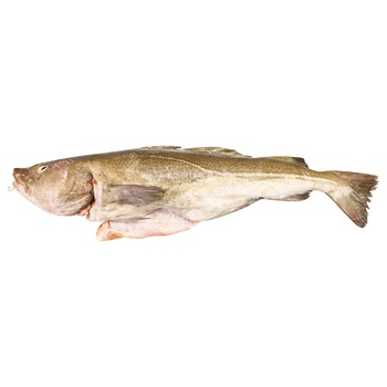 Cod 1-3kg