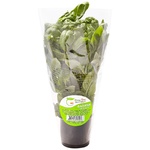 Базилик Green Time зеленый в горшке 100г