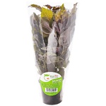 Green Time Purple Basil in Pot 100g