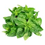 Basil