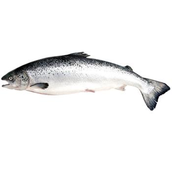 Лосось Metro Chef охолоджений 1-2кг - купити, ціни на METRO - фото 1