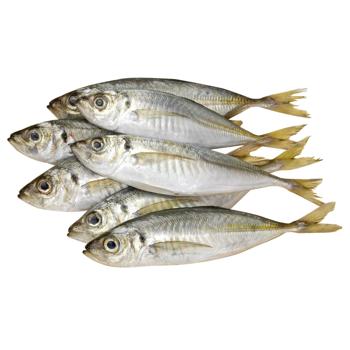 Horse Mackerel