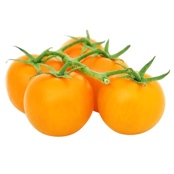 Yellow Tomato on Branch - buy, prices for MegaMarket - photo 1