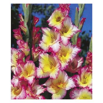 Cheops Gladiolus 3pcs - buy, prices for Tavria V - photo 1
