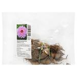 Корнелуковица георгины декоративной Кордесса