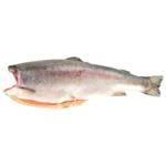 Fish trout