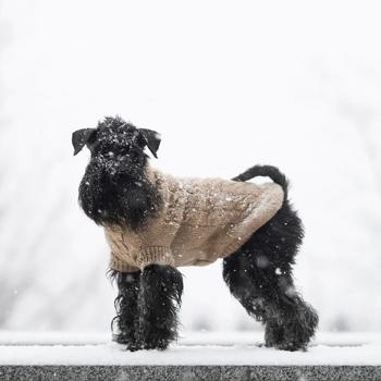 Светр для собак Noble Pet Antony р.2XL бежевий - купити, ціни на MasterZoo - фото 4