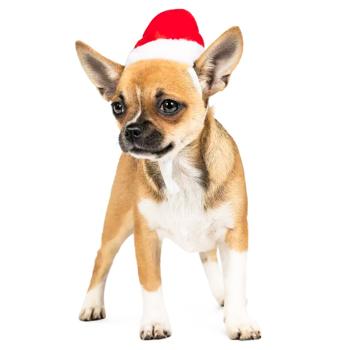 Pet Fashion New Year's Hat for Dogs s.S - buy, prices for MasterZoo - photo 3