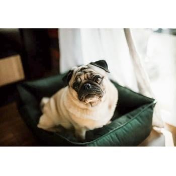 Harley and Cho Dreamer Velour Green Pet Bed 70х50cm - buy, prices for MasterZoo - photo 4