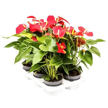 Антуриум Red 12х50см - купить, цены на Auchan - фото 1