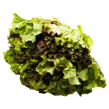 Lollo Rosso Lettuce