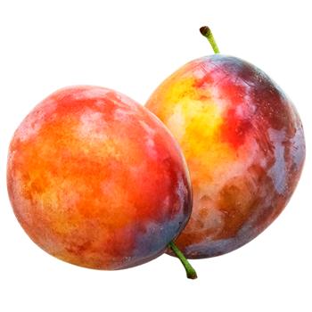 Слива Стенлей