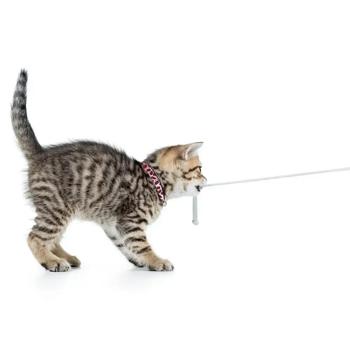 Max and Molly Smart ID One Size Polyester Cat Collar with QR Code 22-35cm / 10mm with Pink Leopard Print - buy, prices for MasterZoo - photo 5