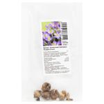 Whitewell Purple Botanic Crocus Bulbs 5pcs