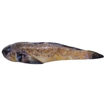 Gobies - buy, prices for - photo 3