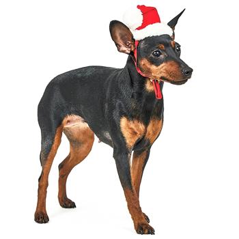 Pet Fashion New Year's Hat for Dogs s.M - buy, prices for MasterZoo - photo 2