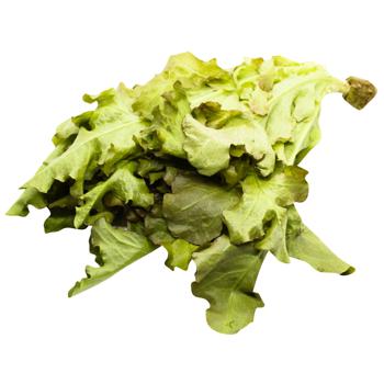 Red Oakleaf Lettuce - buy, prices for - photo 3