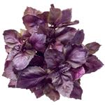 Purple Basil Bunch