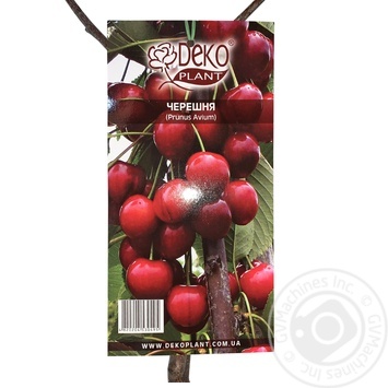 Cherry Cordia seedlings - buy, prices for METRO - photo 2