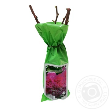 Rose plant saplings - buy, prices for NOVUS - photo 1