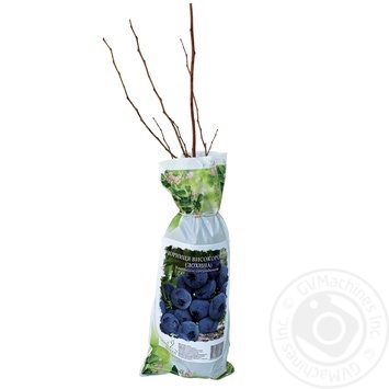 Blueberry seedlings - buy, prices for METRO - photo 1