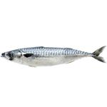 Mackerel