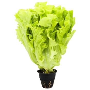 Metro Chef Fresh Bunch Salad 180g - buy, prices for METRO - photo 2