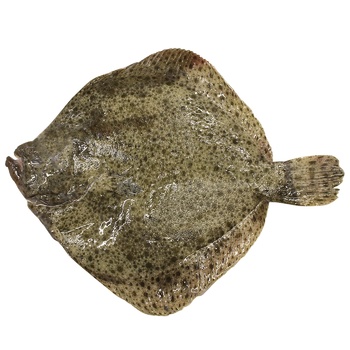 Chilled Turbot Flounder 500-1000g - buy, prices for METRO - photo 1