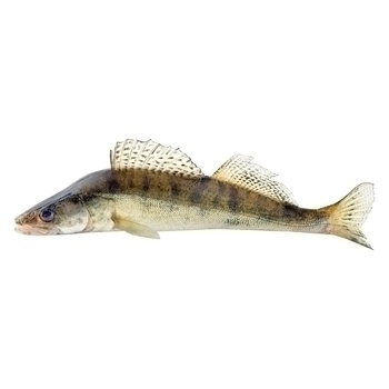 Pike Perch 1-3kg