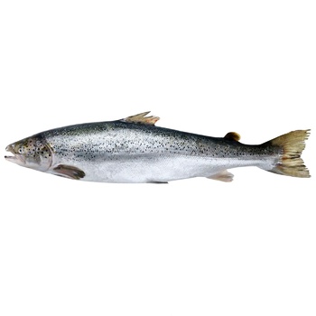 Fresh Gutted Salmon 4-5kg - buy, prices for METRO - photo 1